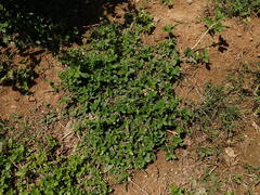 Spermacoce latifolia