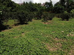 Spermacoce latifolia, photograph (c) chiuluan, some rights reserved (CC BY)