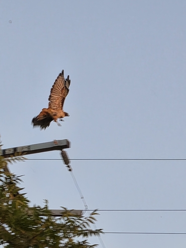 Red-tailed Hawk