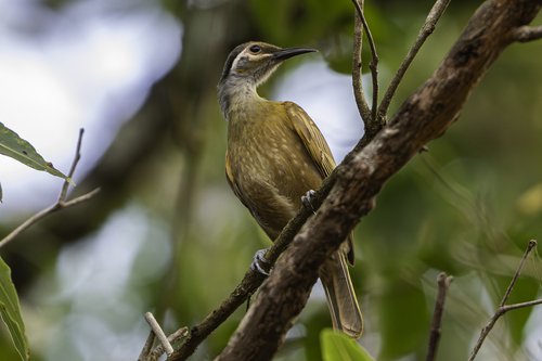 Xanthotis flaviventer observed 2026-08-03