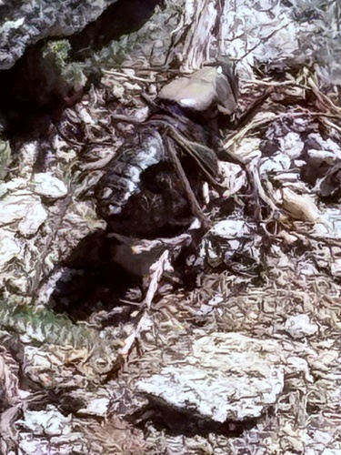 iNaturalist observation photo of Mormon Cricket