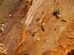 Uleiota debilis