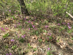 Primula fassettii