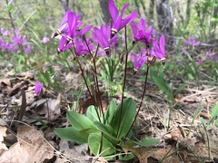 Primula fassettii