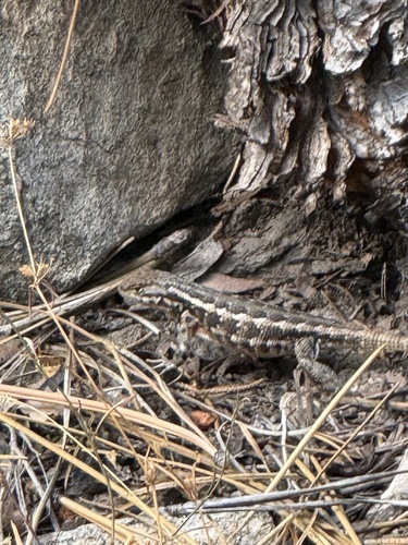 iNaturalist observation photo of Spiny Lizards