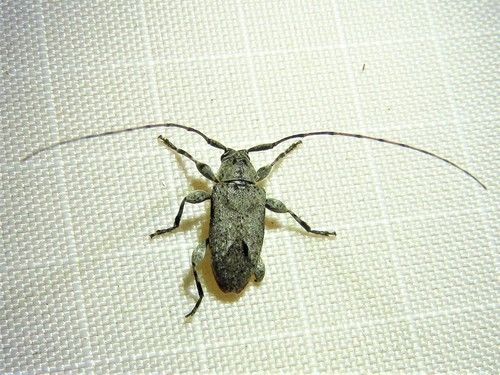 Alpha Long-horned Beetle