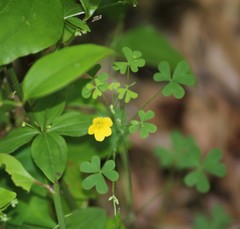 Oxalis florida