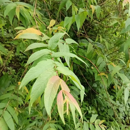 Woodfordia fruticosa observed 2026-09-05