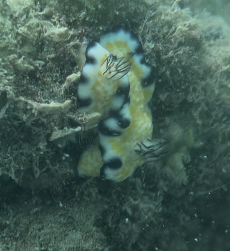 Hypselodoris imperialis observed 2026-09-10