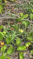 (c) Harrison Cole, some rights reserved (CC BY) Emilia fosbergii, photograph (c) Harrison Cole, some rights reserved (CC BY)