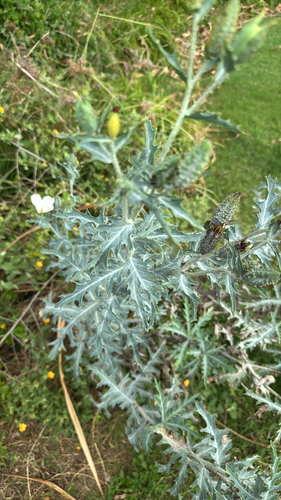 Smooth pricklypoppy (Argemone glauca)