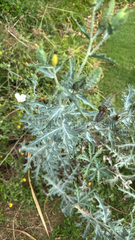 Argemone glauca