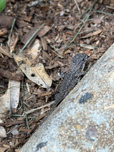 Eastern Fence Lizard