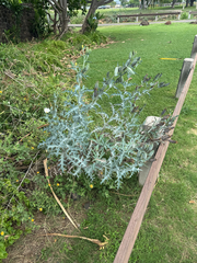 Argemone glauca, photograph (c) Harrison Cole, some rights reserved (CC BY)
