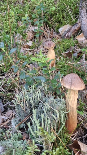 Aureoboletus projectellus