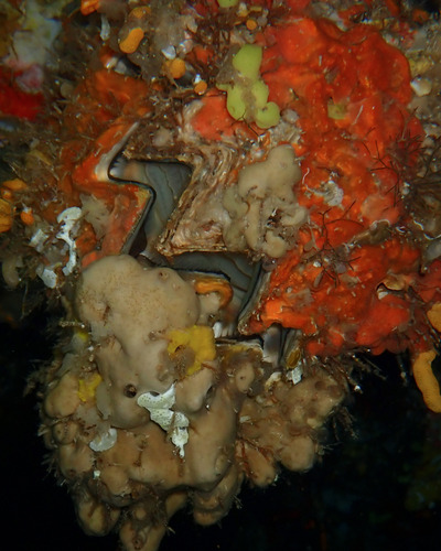 Hyotissa hyotis observed 2026-09-09