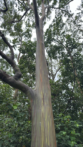 Eucalyptus observed 2026-09-10