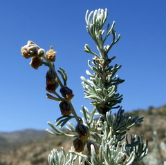 Artemisia mendozana