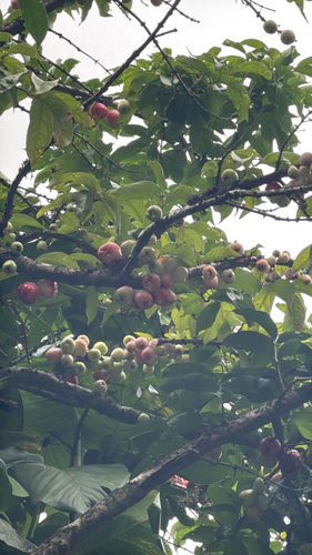 Syzygium, 2026-09-10