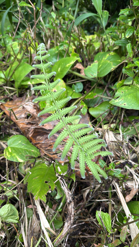 Christella parasitica observed 2026-09-10