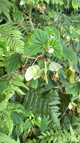 Begonia hirtella, photograph 4
