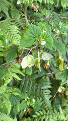 Begonia hirtella, photograph (c) Harrison Cole, some rights reserved (CC BY)