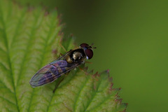Meligramma cincta