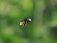 Xylocopa tabaniformis parkinsoniae