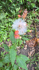 Crassocephalum crepidioides, photograph (c) Harrison Cole, some rights reserved (CC BY)