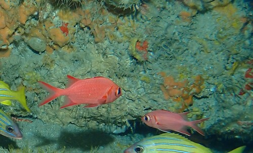 Myripristis vittata observed 2026-09-10