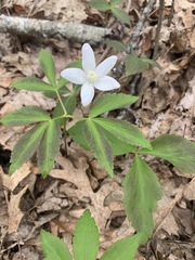Anemonoides quinquefolia