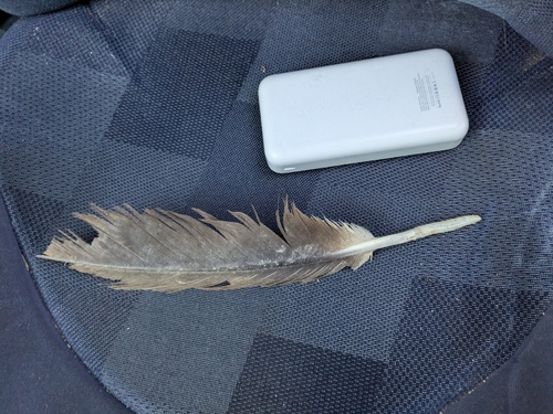 Plume de Vautour fauve