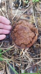 Gyromitra perlata