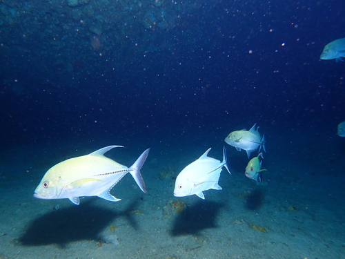 Caranx lugubris observed 2026-09-09