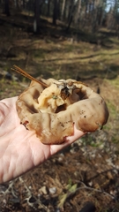 Gyromitra perlata