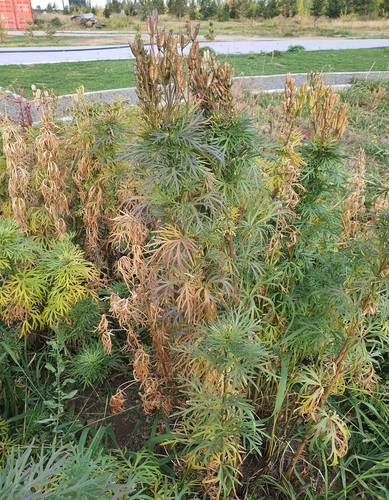 Aconitum kusnezoffii (Aconitum kusnezoffii)