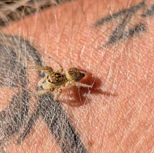 Carrhotus xanthogramma