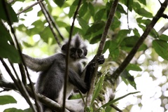 Presbytis thomasi