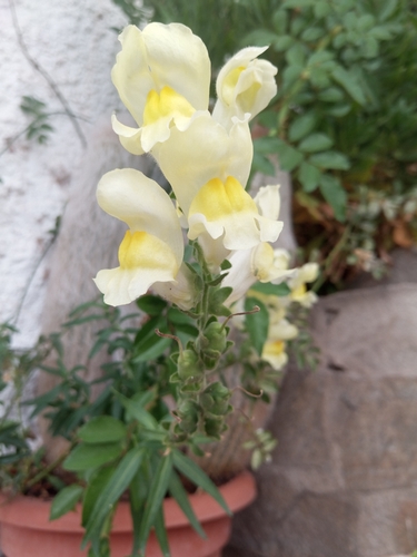 Garden snapdragon