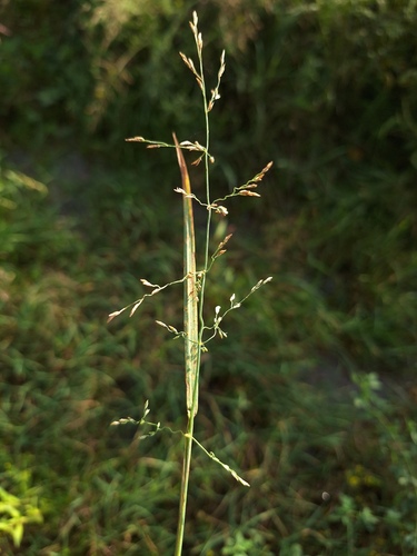 Catabrosa aquatica observed 2026-09-02
