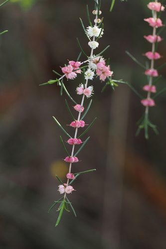 Hypocalymma angustifolium, photograph 6