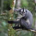 Thomas’s Langur - Photo (c) mrhess2, some rights reserved (CC BY-NC), uploaded by mrhess2