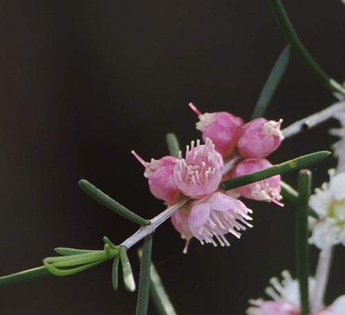 Hypocalymma angustifolium, photograph 5
