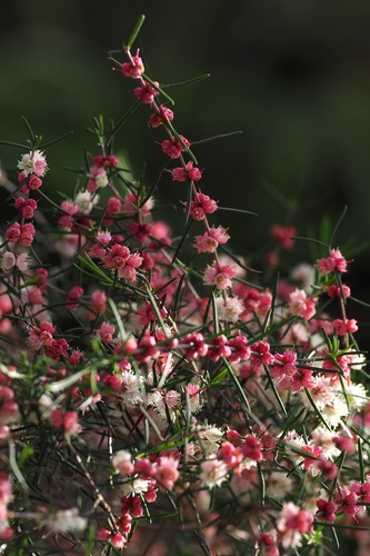 Hypocalymma angustifolium, photograph 4