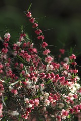 Hypocalymma angustifolium, photograph (c) desertnaturalist, some rights reserved (CC BY)
