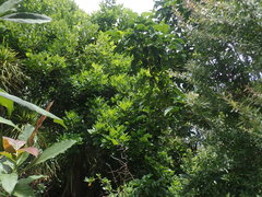Erythrina ×sykesii