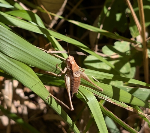 Dark Bush-cricket