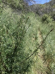 Delphinium cardinale