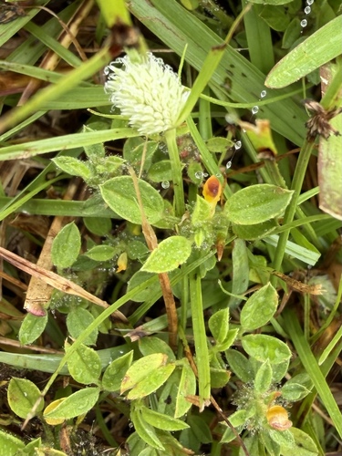 Cyperus sesquiflorus observed 2026-09-10