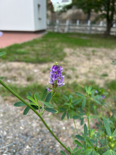 Alfalfa